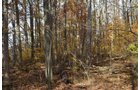 Property photo 4 - 75.3 Acres Offered in 2 Tracts